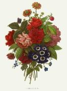 Pierre Joseph Celestin Redout� art print