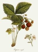 Pierre-Antoine Poiteau art print
