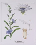 Chicoree Teaching Chart art print