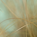 Assaf Frank art print