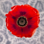 Assaf Frank art print