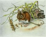 Winifred Austen art print