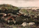 Archibald Thorburn art print