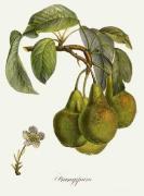 Pierre-Antoine Poiteau art print