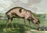 Sir Edwin Henry  Landseer art print