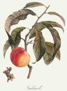 Pierre-Antoine Poiteau art print