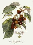 Pierre-Antoine Poiteau art print