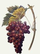 Pierre-Antoine Poiteau art print