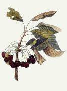 Pierre-Antoine Poiteau art print