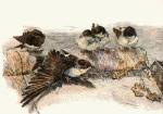 Winifred Austen art print