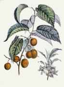 Pierre-Antoine Poiteau art print