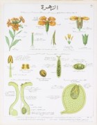 La Giroflee Teaching Chart art print