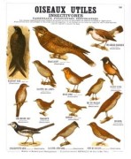 Les Oiseaux Utiles art print