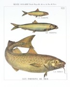 Les Poissons de Mer art print