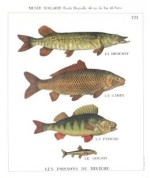 Les Poissons de Riviere art print