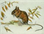 Winifred Austen art print