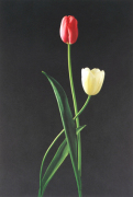 Harvey Edwards art print
