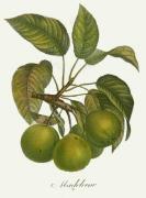Pierre-Antoine Poiteau art print