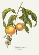 Pierre-Antoine Poiteau art print