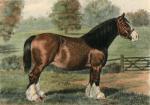 Palfrey art print