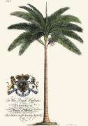 Georg Dionysus Ehret art print