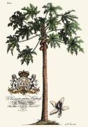 Georg Dionysus Ehret art print