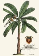 Georg Dionysus Ehret art print