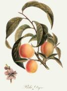 Pierre-Antoine Poiteau art print