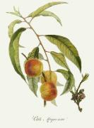 Pierre-Antoine Poiteau art print