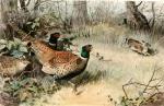Archibald Thorburn art print