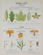 Plants and Leaves Teaching Chart art print