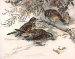 Winifred Austen art print