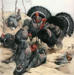 Winifred Austen art print