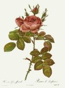 Pierre Joseph Celestin Redout� art print