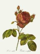Pierre Joseph Celestin Redout� art print