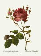 Pierre Joseph Celestin Redout� art print