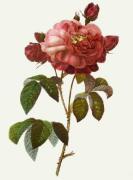 Pierre Joseph Celestin Redout� art print