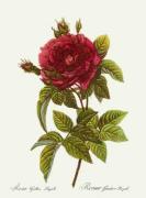 Pierre Joseph Celestin Redout� art print