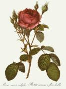 Pierre Joseph Celestin Redout� art print