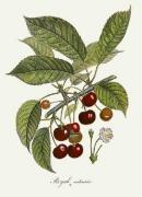 Pierre-Antoine Poiteau art print
