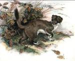 Winifred Austen art print