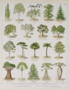 The Tree Teaching Chart art print