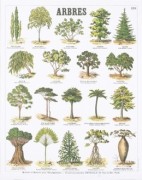 Trees Teaching Chart art print