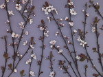 Twig design of Ornamental Cherry plant, studio shot giclee art print