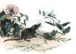Winifred Austen art print
