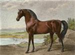 George Stubbs art print