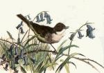 Winifred Austen art print