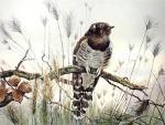 Winifred Austen art print