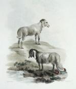 Julias Caesar Ibbetson art print