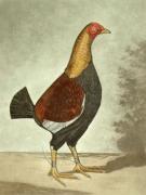 C.R. Stock art print
